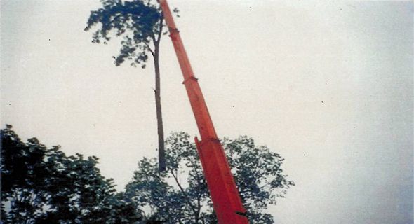 tree04.jpg
