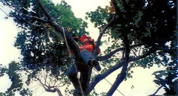 tree06.jpg