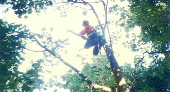 tree09.jpg