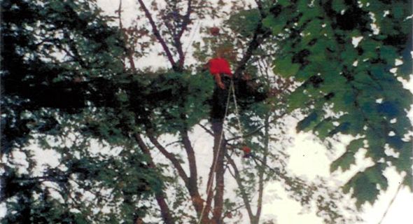 tree10.jpg