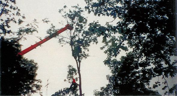 tree13.jpg