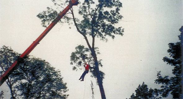 tree15.jpg